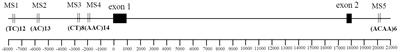 Microsatellite Polymorphisms Adjacent to the Oxytocin Receptor Gene in Domestic Cats: Association with Personality?